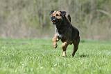 BORDER TERRIER 080